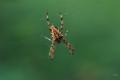 sized_DSC_6778