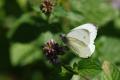 sized_DSC_6812