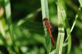 sized_DSC_6862
