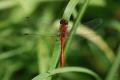 sized_DSC_6871