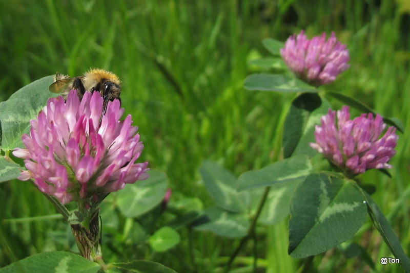 IMG_6811.JPG - Hommel op de rode klaver