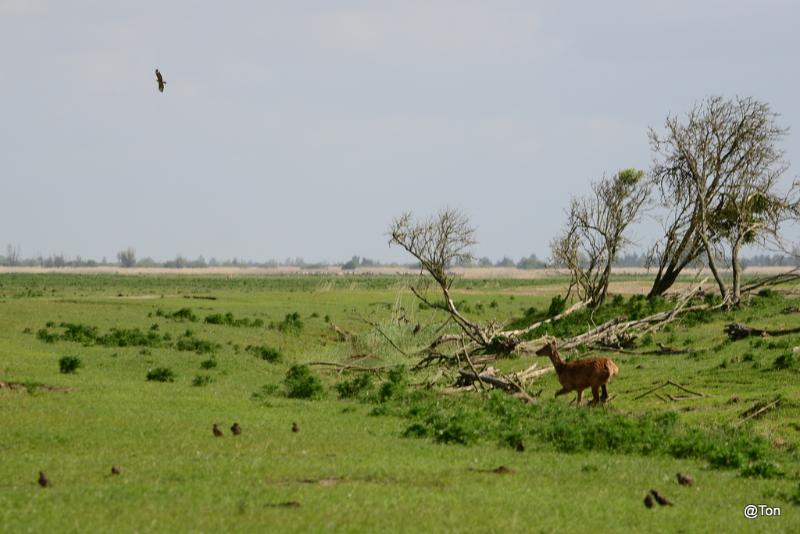 DSC_6001.JPG - Hinde en bruine kiekendief