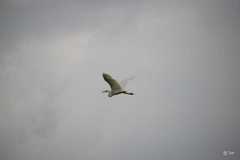 DSC_6112.JPG - Zilverreiger