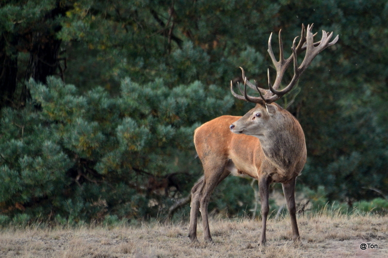 DSC_1768.JPG