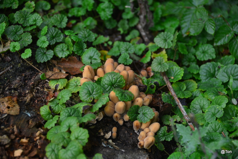 DSC_2290.JPG - Bundelzwammen