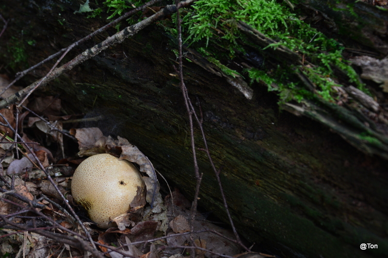 DSC_2295.JPG - Aardappelbovist