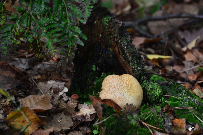 DSC_2299.JPG - aardappelbovist