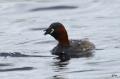 Dodaars_DSC_8491