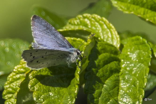 Blauwtje_DSC_9030.jpg