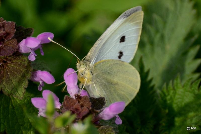 DSC_7908.JPG