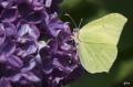 Citroenvlinder_DSC_9051