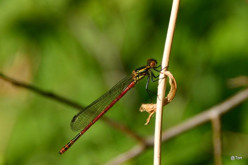 Juffer_DSC_8975.jpg - Vuurjuffer