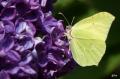 Citroenvlinder_DSC_9051