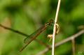 Juffer_DSC_8975