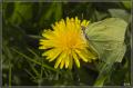 citroenvlinder_DSC_8876