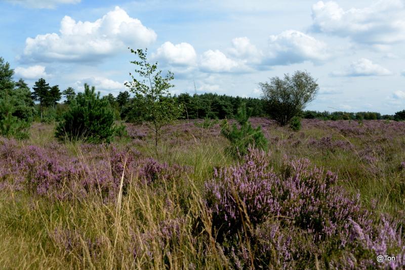 DSC_4300.JPG