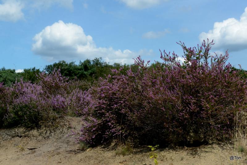 DSC_4312.JPG