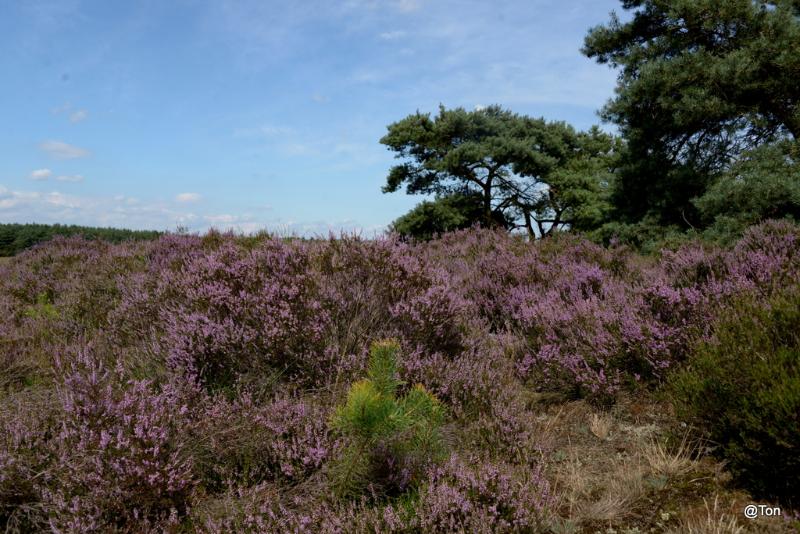 DSC_4349.JPG