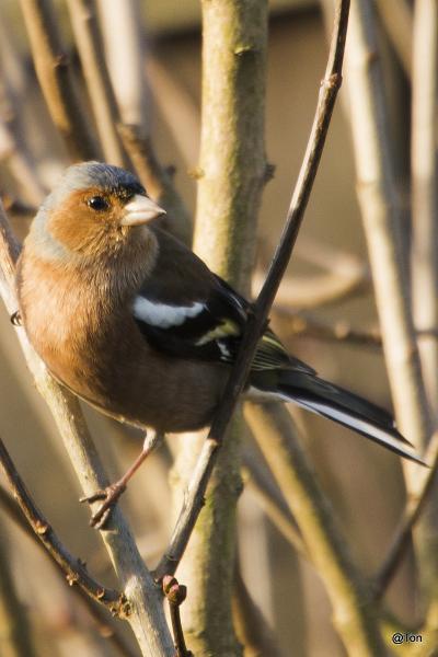 Vink_DSC0517.psd.jpg - Vink