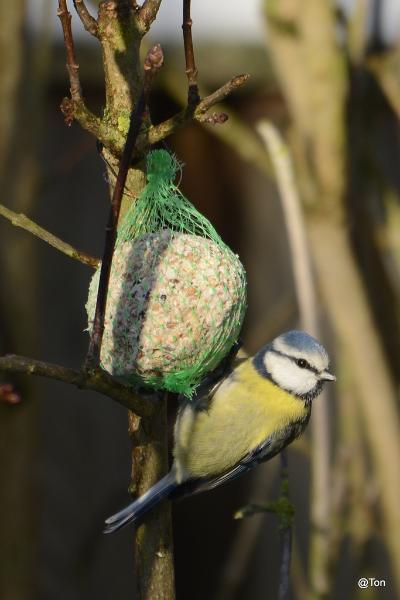_DSC0275.jpg - Pimpelmeesje
