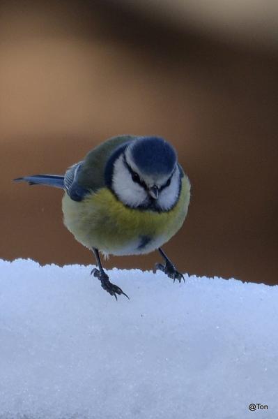 _DSC0297.jpg - Pimpelmeesje in de sneeuw