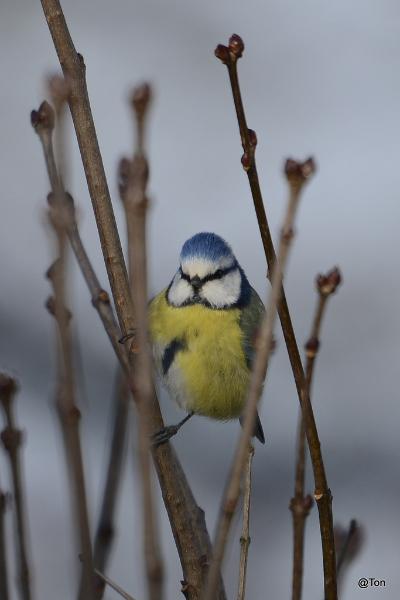 _DSC0311.jpg - Pimpelmeesje