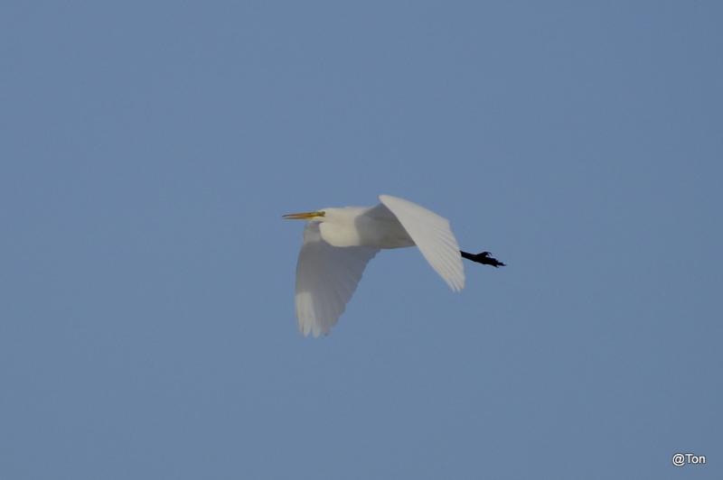 _DSC0357.jpg - Zilverreiger