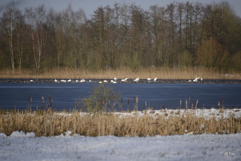 _DSC0385.jpg - Het Goor lijkt wel een zwanenmeer