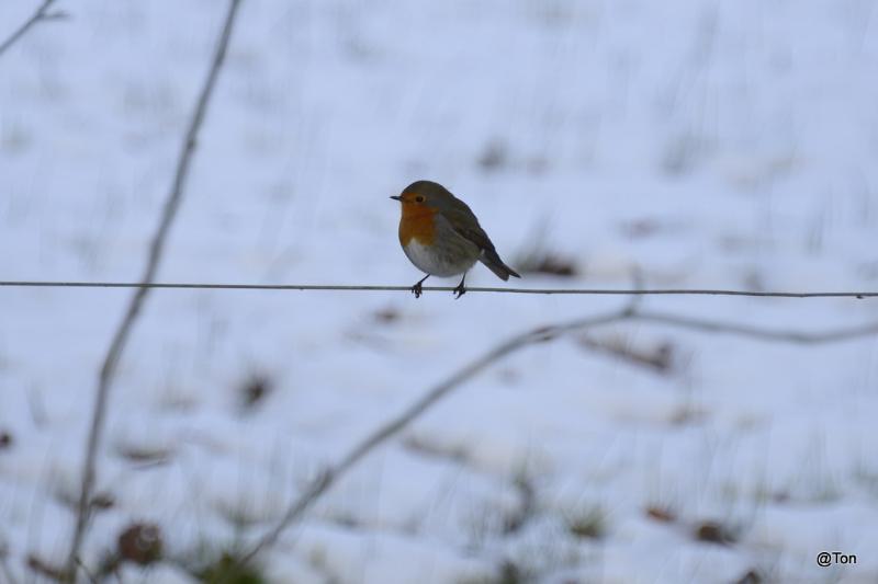 _DSC0395.jpg - Roodborstje gespot bij Het Goor