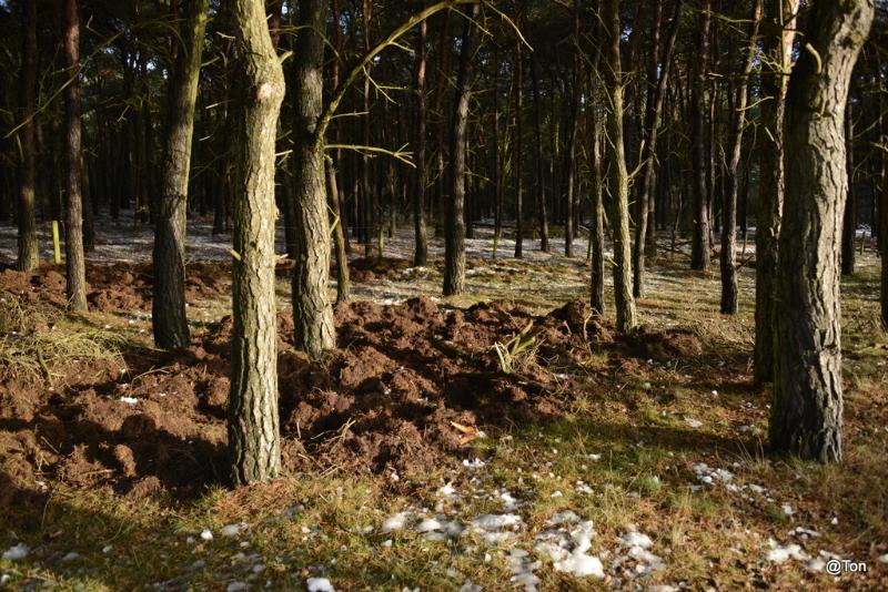 _DSC0429.jpg - Hier zijn de wilde zwijnen geweest....