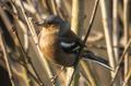 Vink_DSC0519
