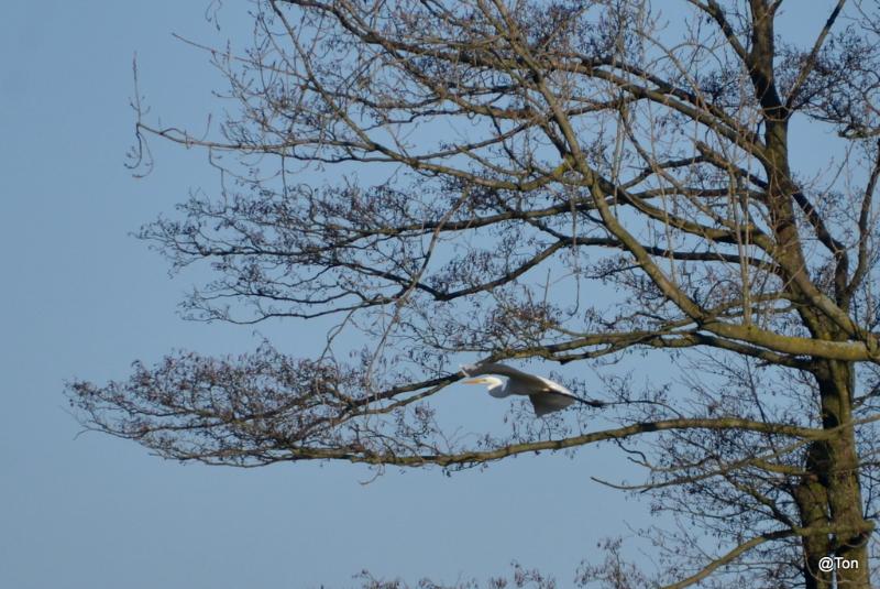 DSC_4986.JPG - Zilverreiger