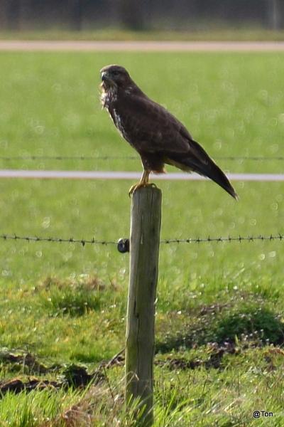 DSC_5079.JPG - Buizerd