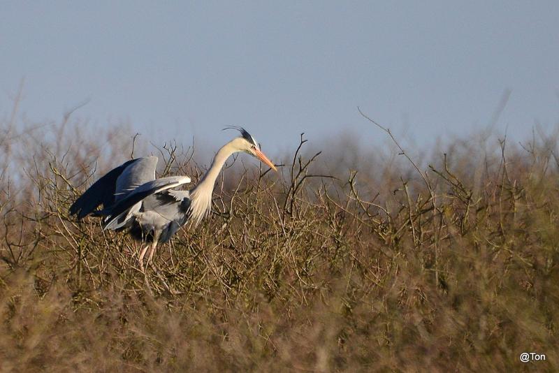 DSC_5142.JPG - Blauwe reiger