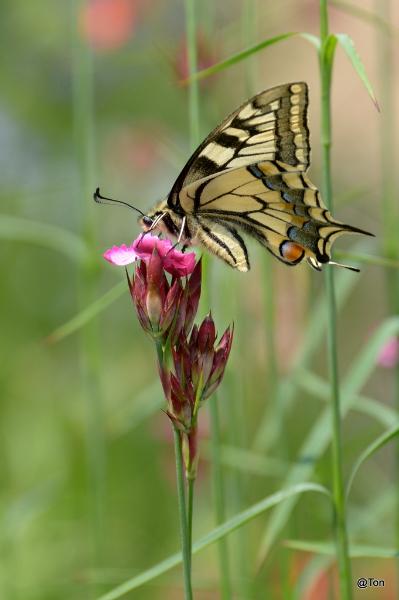 DSC_1888.JPG - Koninginnepage