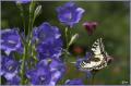 Koninginnepage_DSC_1905