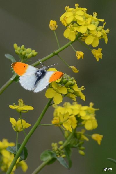 DSC_7650.JPG - Oranjetipje