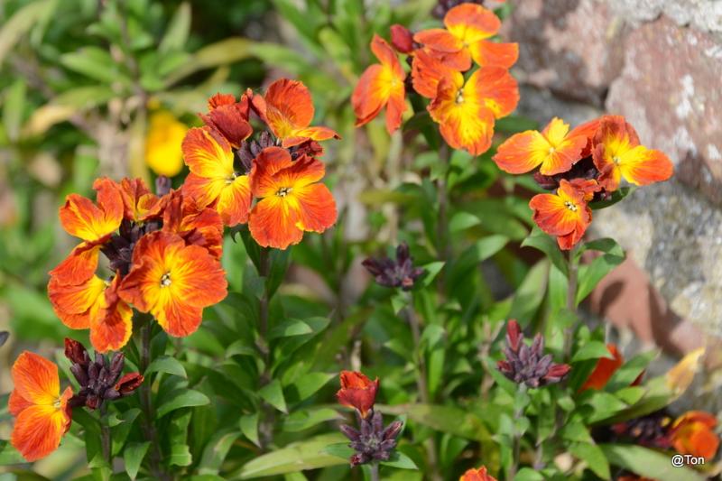 DSC_7730.JPG - Muurbloemen