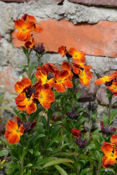 DSC_7732.JPG - Muurbloemen
