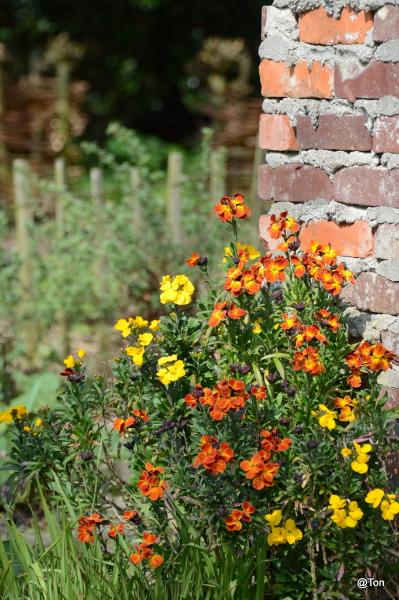 DSC_7771.JPG - Muurbloemen