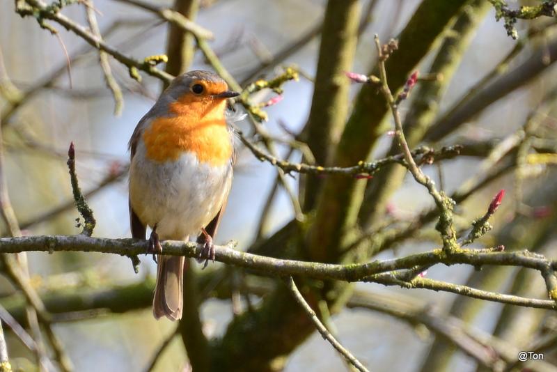 DSC_5497.JPG - Roodborstje