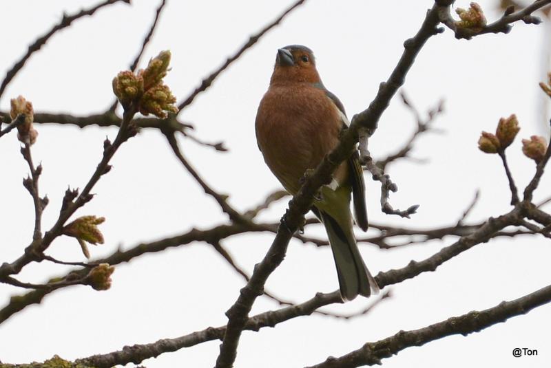 DSC_7640.JPG - Vink