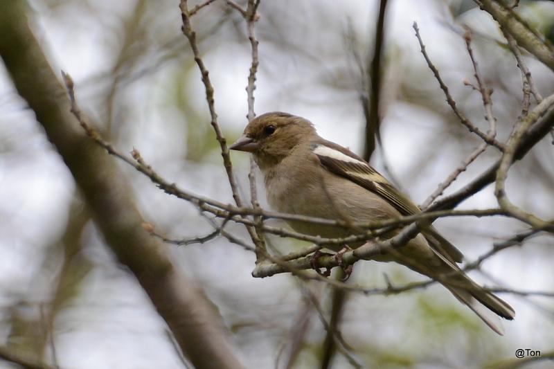 DSC_7671.JPG - Vink