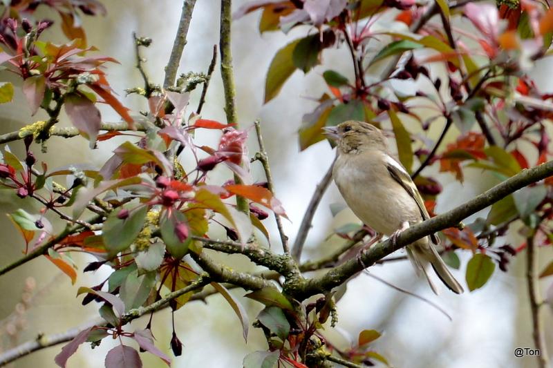 DSC_7697.JPG - Vink