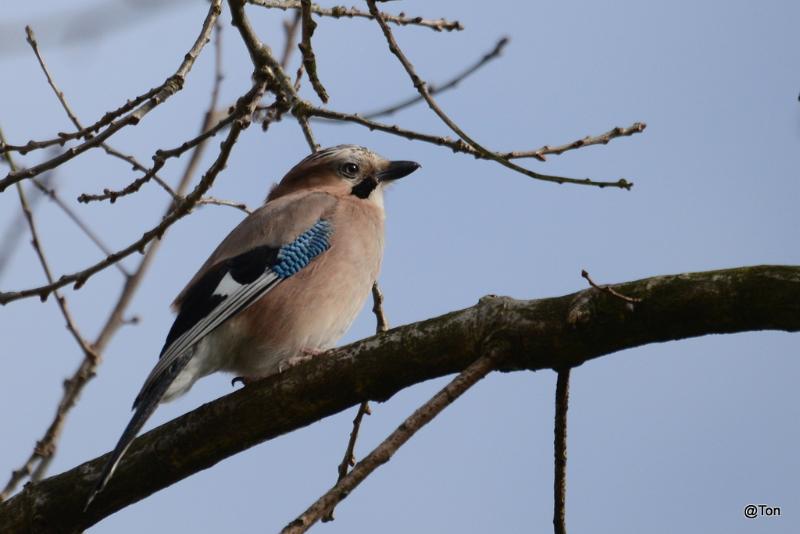 DSC_7854.JPG - Gaai