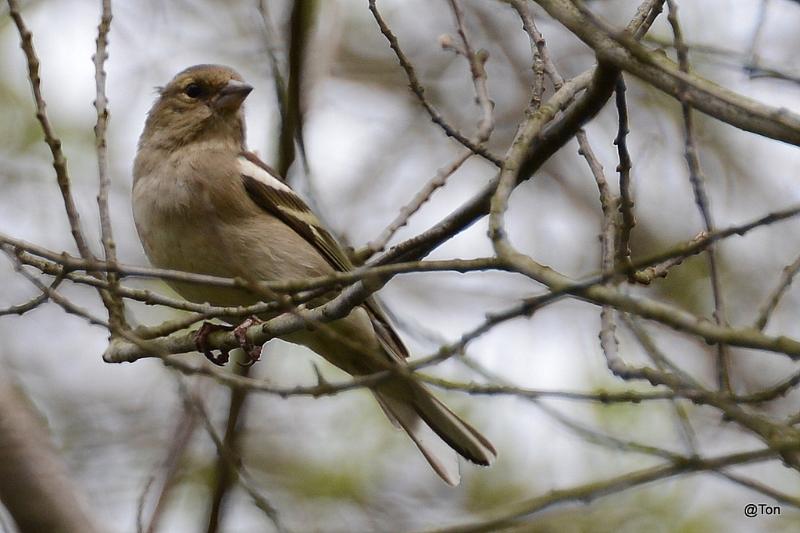 Vink.JPG