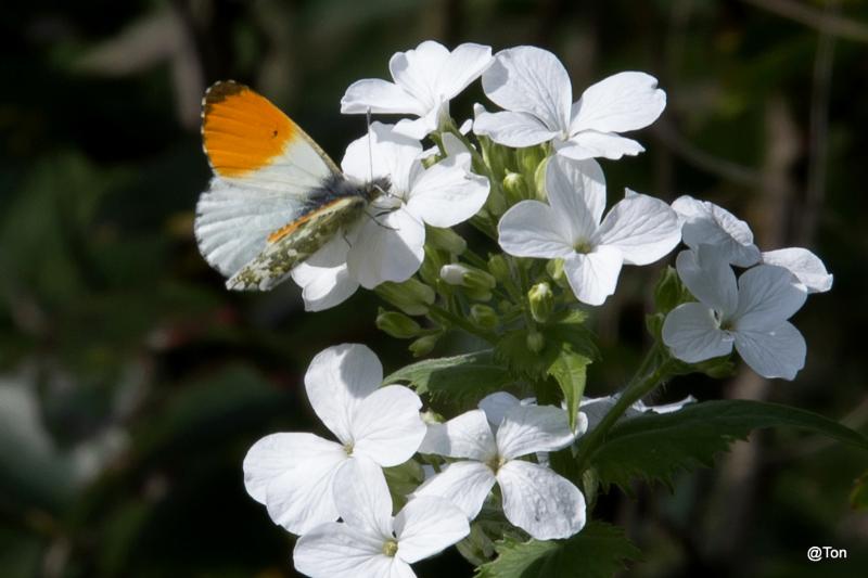 oranjetipje_DSC_7760.JPG