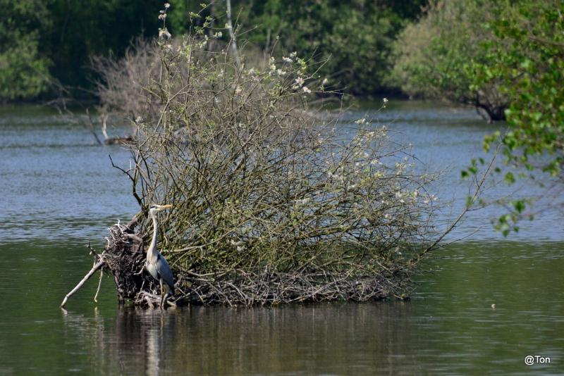 DSC_9414.JPG - Blauwereiger