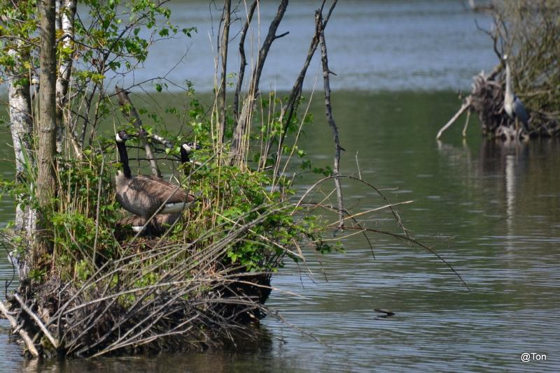 DSC_9416.JPG - Canadeseganzen