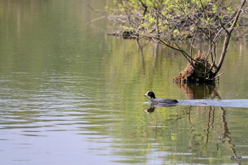 DSC_9555.JPG - Meerkoet